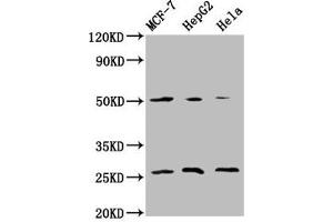 Western Blot Positive WB detected in: MCF-7 whole cell lysate, HepG2 whole cell lysate, Hela whole cell lysate All lanes: MT-CO2 antibody at 5. (COX2 antibody  (AA 83-227))