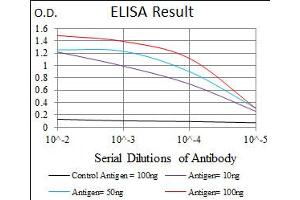 Image no. 1 for anti-Maternal Embryonic Leucine Zipper Kinase (MELK) antibody (ABIN1491623) (MELK antibody)