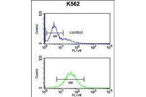 Flow cytometric analysis of K562 cells (bottom histogram) compared to a negative control cell (top histogram).
