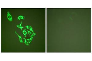 Immunofluorescence analysis of HepG2 cells, using HSP60 antibody (ABIN5976430). (HSPD1 antibody  (C-Term))