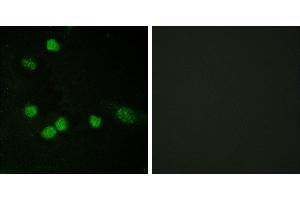 Peptide - +Immunofluorescence analysis of HeLa cells, using Raf1 (Ab-621) antibody.