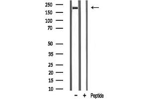 anti-Sodium Channel-Pan (Internal Region), (pan) antibody