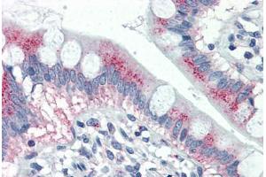 Human Small Intestine (formalin-fixed, paraffin-embedded) stained with MUC5AC antibody ABIN337160 at 10 ug/ml followed by biotinylated anti-mouse IgG secondary antibody ABIN481714, alkaline phosphatase-streptavidin and chromogen. (MUC5AC antibody)
