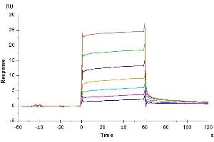Cynomolgus M-CSF R, His Tag immobilized on CM5 Chip can bind Cynomolgus M-CSF, His Tag with an affinity constant of 0. (CSF1R Protein (AA 99-596) (His tag))
