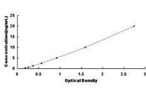 Uroporphyrinogen Decarboxylase (UROD) ELISA Kit