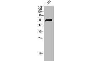 Western Blot analysis of K562 cells using SAP 49 Polyclonal Antibody (SF3B4 antibody  (Internal Region))