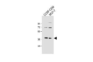 All lanes : Anti-OGN Antibody (N-term K75) at 1:500 dilution Lane 1: CCRF-CEM whole cell lysate Lane 2: MCF-7 whole cell lysate Lysates/proteins at 20 μg per lane. (OGN antibody  (C-Term))