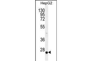 Western blot analysis in HepG2 cell line lysates (35ug/lane). (CACNG6 antibody  (AA 108-136))