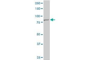 TLR10 antibody  (AA 1-811)