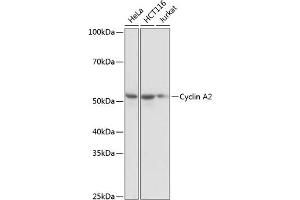 Western blot analysis of extracts of various cell lines, using Cyclin  antibody (ABIN7266551) at 1:1000 dilution. (Cyclin A antibody)