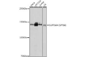 Western blot analysis of extracts of various cell lines, using SUPT16H (SPT16) antibody (ABIN7267097) at 1:1000 dilution.