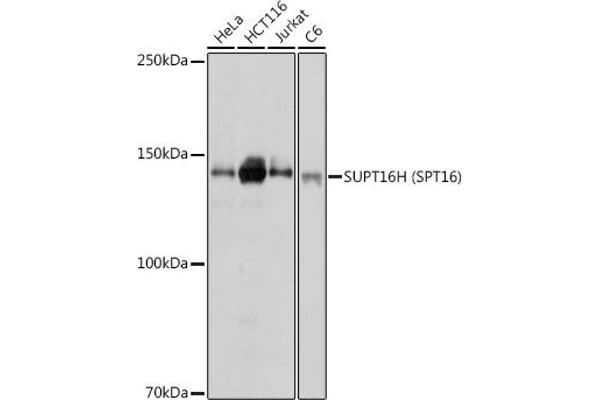 SUPT16H anticorps