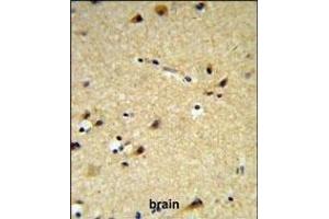 CYP26A1 Antibody (C-term) (ABIN650717 and ABIN2837925) IHC analysis in formalin fixed and paraffin embedded brain tissue followed by peroxidase conjugation of the secondary antibody and DAB staining. (CYP26A1 antibody  (C-Term))