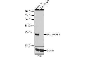 Western blot analysis of extracts from normal (control) and DJ-1/P knockout (KO) 293T cells, using DJ-1/P antibody (ABIN3021234, ABIN3021235, ABIN3021236 and ABIN1513307) at 1:1000 dilution. (PARK7/DJ1 antibody  (AA 1-189))