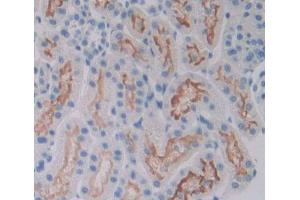 IHC-P analysis of kidney tissue, with DAB staining. (A4GALT antibody  (AA 23-288))