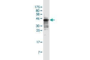 Western Blot detection against Immunogen (36. (SCD antibody  (AA 1-100))