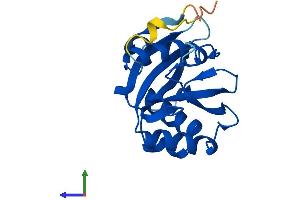 AlphaFold protein structure predicition of Human Recombinant NUDT16 Protein, UniprotID Q96DE0 (NUDT16 Protein (AA 1-195) (His tag))