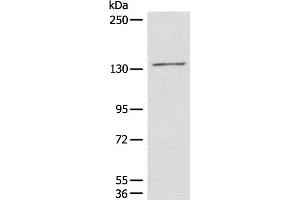 Western blot analysis of 231 cell lysate using HIPK2 Polyclonal Antibody at dilution of 1:850 (HIPK2 antibody)