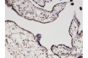 Immunoperoxidase of monoclonal antibody to RGS13 on formalin-fixed paraffin-embedded human placenta. (RGS13 antibody  (AA 60-159))