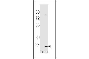 Western blot analysis of UBE2H (arrow) using rabbit polyclonal UBE2H Antibody  (ABIN650698 and ABIN2839162).
