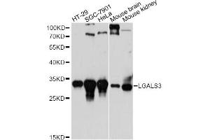 Western blot analysis of extracts of various cell lines, using LGALS3 antibody. (Galectin 3 antibody)