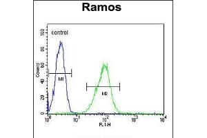 Flow cytometric analysis of Ramos cells (right histogram) compared to a negative control cell (left histogram). (HIP1 antibody  (N-Term))