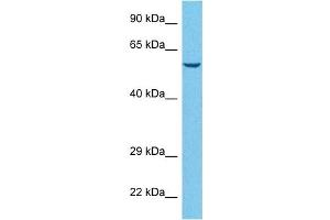 Host:  Rabbit  Target Name:  SLCO1A2  Sample Tissue:  Human Hela Whole Cell  Antibody Dilution:  1ug/ml (SLCO1A2 antibody  (Middle Region))