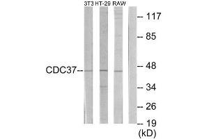 Western Blotting (WB) image for anti-Cell Division Cycle 37 Homolog (S. Cerevisiae) (CDC37) (Internal Region) antibody (ABIN1850254) (CDC37 antibody  (Internal Region))