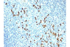 Formalin-fixed, paraffin-embedded human Tonsil stained with IgM Mouse Monoclonal Antibody (ICO-30). (IGHM antibody)