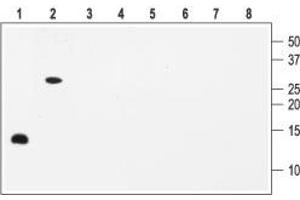 Western blot analysis with Anti-BDNF Antibody: - 1,5.