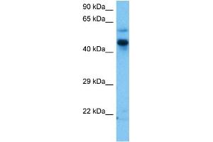 Host:  Mouse  Target Name:  ZIC3  Sample Tissue:  Mouse Brain  Antibody Dilution:  1ug/ml