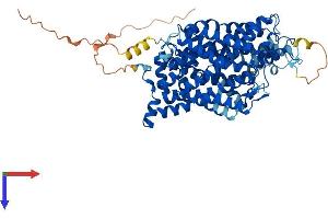 AlphaFold protein structure predicition of Human Recombinant SLC6A12 Protein, UniprotID P48065 (SLC6A12 Protein (AA 1-614) (His tag))