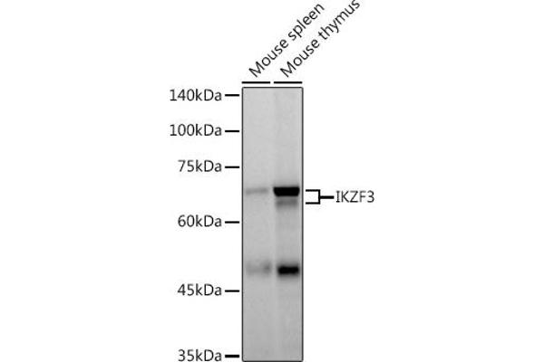 IKZF3 antibody