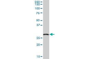 EXOSC5 MaxPab polyclonal antibody. (EXOSC5 antibody  (AA 1-235))