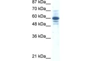Western Blotting (WB) image for anti-Zinc Finger Protein 276 (ZNF276) antibody (ABIN2461302) (ZNF276 antibody)
