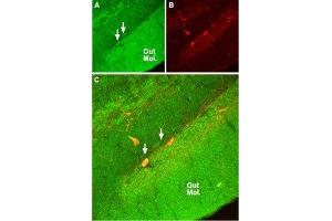 Expression of NR2A in rat hippocampus - Immunohistochemical staining of rat hippocampal dentate gyrus with Anti-NMDAR2A (GluN2A) (extracellular) Antibody (ABIN7043228, ABIN7044324 and ABIN7044325). (NMDAR2A antibody  (Extracellular))