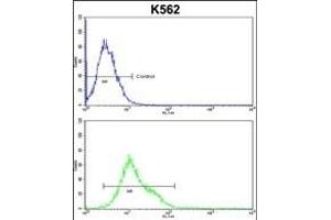 CROT Antibody (N-term) (ABIN653328 and ABIN2842818) flow cytometric analysis of k562 cells (bottom histogram) compared to a negative control cell (top histogram). (CROT antibody  (N-Term))
