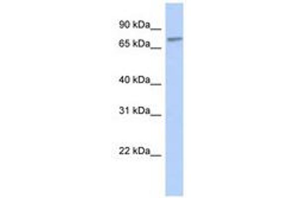 ZNF45 antibody  (C-Term)