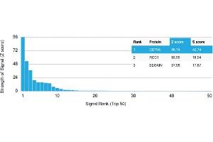Protein Array (PAr) image for anti-B-cell antigen receptor complex-associated protein alpha chain (CD79A) antibody (ABIN6941260)