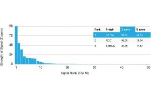 Analysis of Protein Array containing more than 19,000 full-length human proteins using CD79a Mouse Recombinant Monoclonal Antibody (rIGA/764). (Recombinant CD79a antibody)