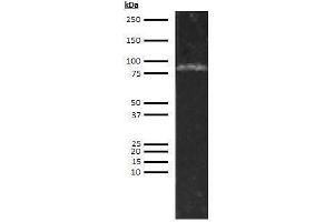 Western Blotting (WB) image for anti-Complement Factor I (CFI) antibody (ABIN1803648) (Complement Factor I antibody)