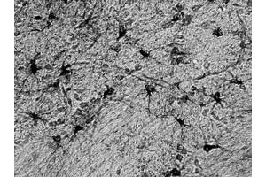 Adult rat hippocampus immunohistochemistry. (ALDH1L1 antibody  (AA 1-902))