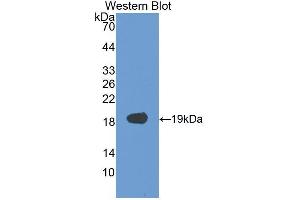 Western blot analysis of recombinant Human VEGFA.