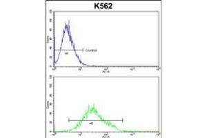 GTF2I Antibody (C-term) (ABIN390868 and ABIN2841085) flow cytometric analysis of k562 cells (bottom histogram) compared to a negative control cell (top histogram). (GTF2I antibody  (C-Term))