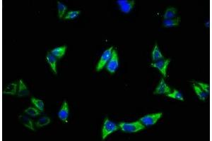 Immunofluorescence staining of Hela cells with ABIN7151898 at 1:500, counter-stained with DAPI.