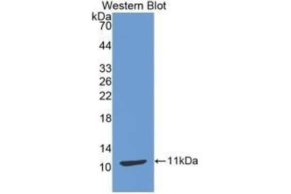 CCL17 antibody  (AA 12-83)