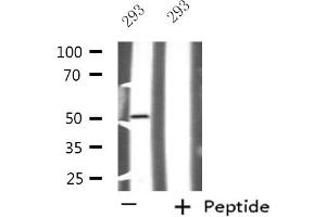 Western blot analysis of extracts from 293 cells using NFYC antibody. (NFYC antibody  (N-Term))