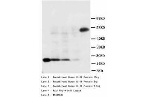 Image no. 1 for anti-Interleukin 18 (IL18) (AA 175-193) antibody (ABIN1493390) (IL-18 antibody  (AA 175-193))