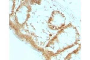 Formalin-fixed, paraffin-embedded rat colon stained with p27Kip1 antibody (KIP1/769) (CDKN1B antibody)