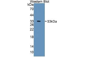 Detection of Recombinant PDE10A, Human using Polyclonal Antibody to Phosphodiesterase 10A (PDE10A) (PDE10A antibody  (AA 508-779))